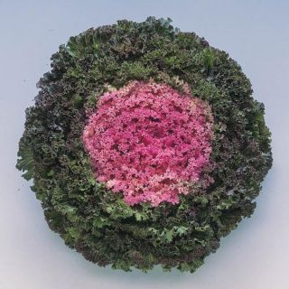 Kamome Pink Flowering Kale Thumbnail